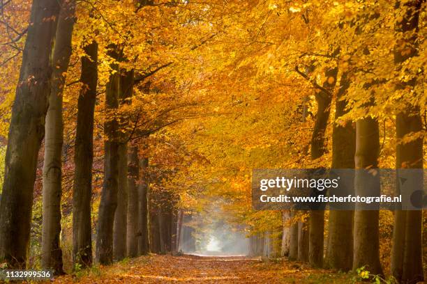 dutch autumn colors without photoshop - ochtend stock pictures, royalty-free photos & images