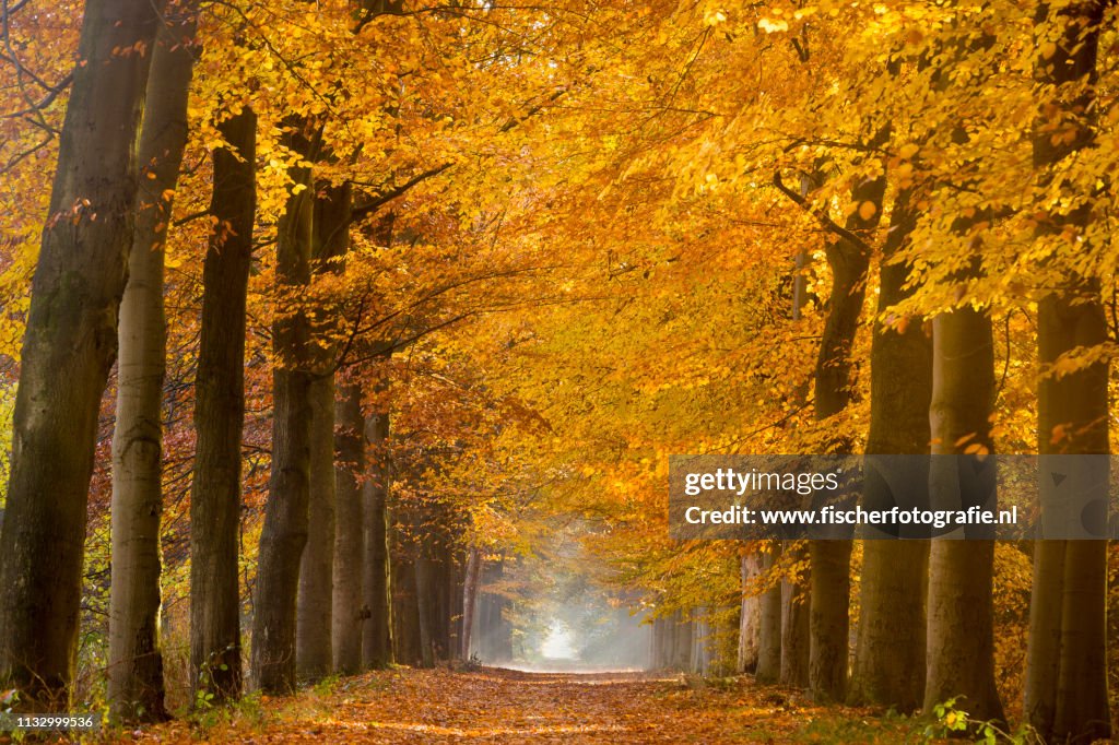 Dutch autumn colors without photoshop