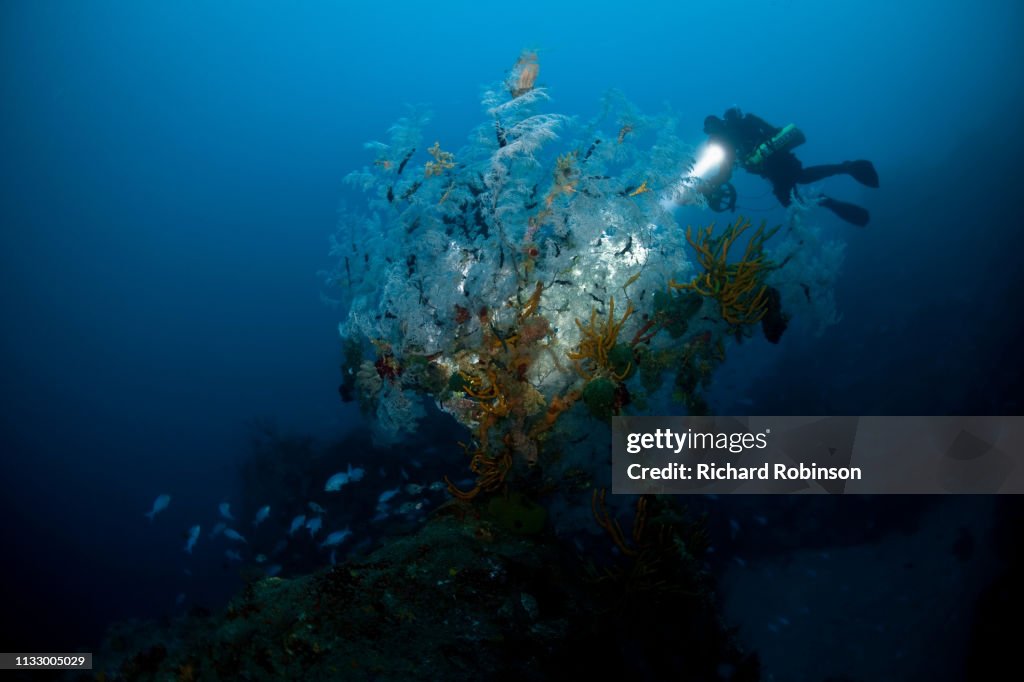 Diver examining underwater plants
