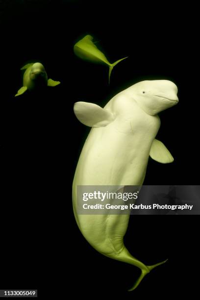 beluga whales on black background - beluga whale stock pictures, royalty-free photos & images