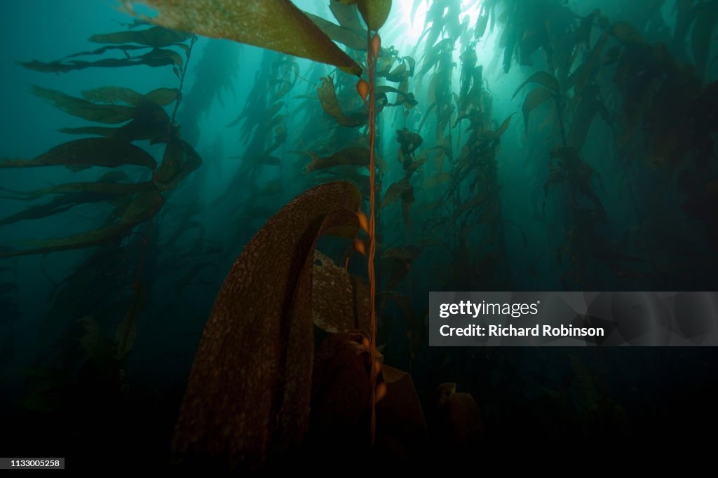 Giant kelp floating underwater