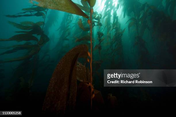 giant kelp floating underwater - subantarktiska öar bildbanksfoton och bilder