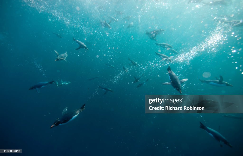 Crested penguins swimming underwater