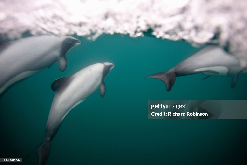 Hectors dolphins swimming underwater