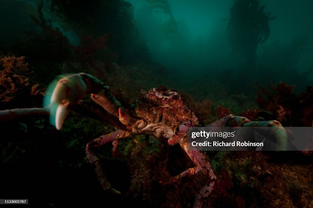 Close up of giant spider crab underwater