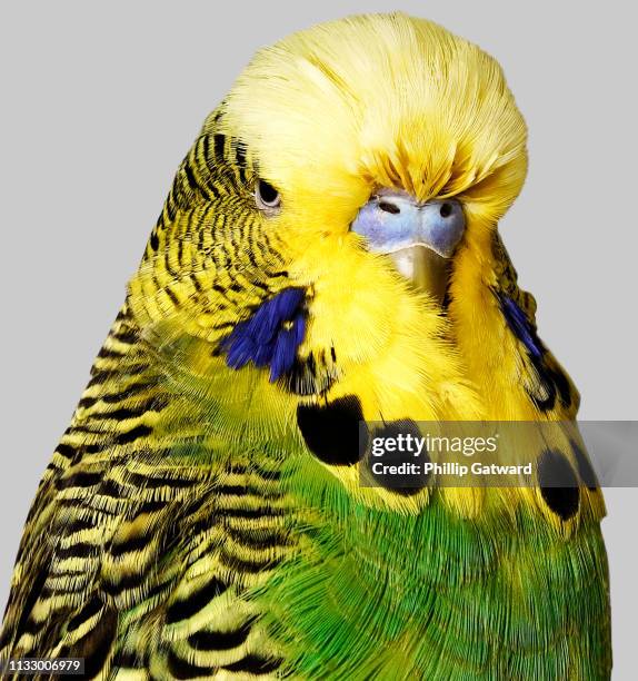 budgerigar with yellow and green feathers - budgerigar stock pictures, royalty-free photos & images