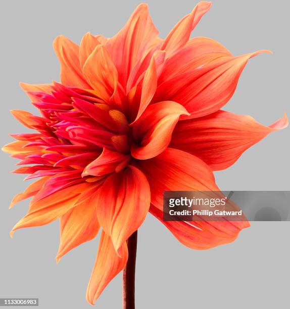 orange dahlia - orange flower stock pictures, royalty-free photos & images