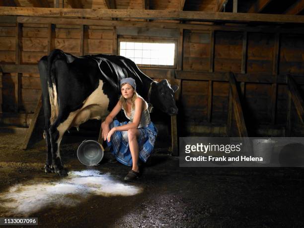milkmaid and cow in barn with spilt milk - daily bucket photos et images de collection