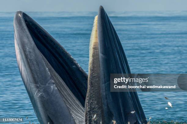 bryde's whale eating small fish,many of bird, whale watching in thailand - blue whale stockfoto's en -beelden