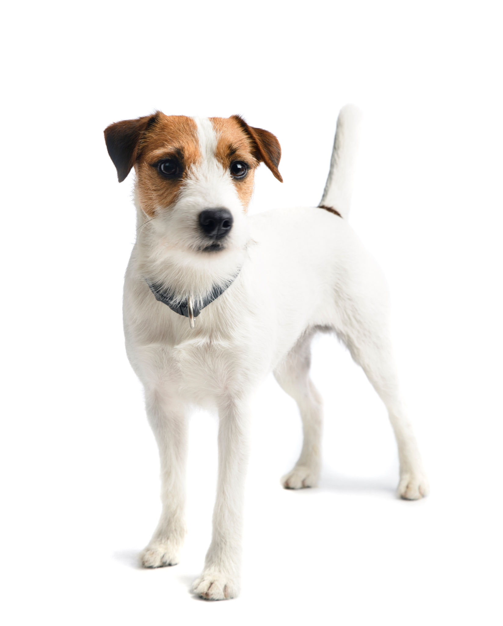 A small white dog standing A small white dog standing