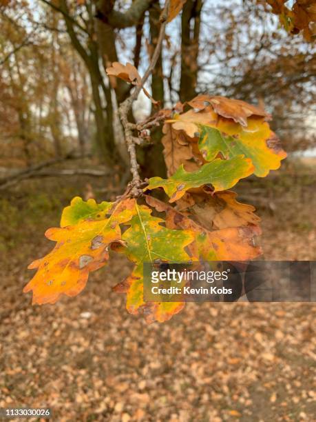 yellow leaves on a tree. - blendenfleck 個照片及圖片檔