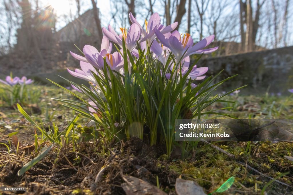 Crocuses on a meadow in Berlin, Germany.