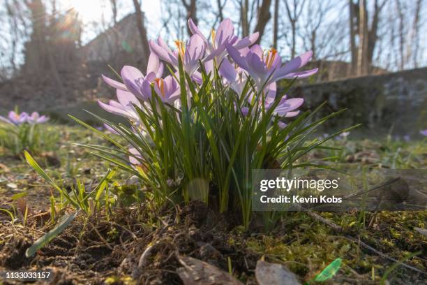 crocuses on a meadow in berlin, germany. - wildblume stock pictures, royalty-free photos & images