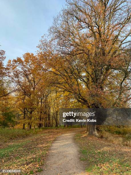 a yellow coloured path at autumn. - einspurige straße 個照片及圖片檔