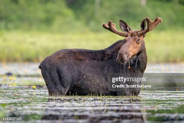 moose slop - maine stock pictures, royalty-free photos & images