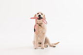 Golden retriever puppy dog with coller