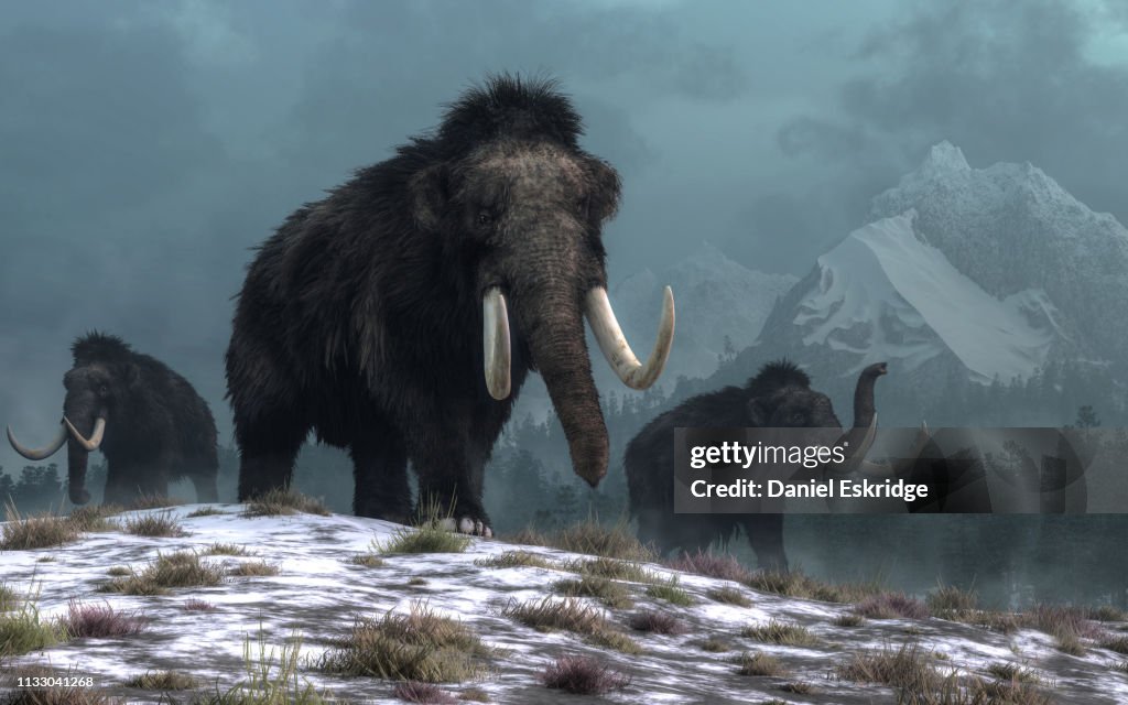 Woolly Mammoths