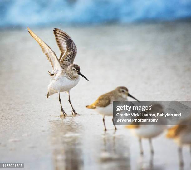 small bird touching down on the beach at jones beach, long island - dunlin bird stock pictures, royalty-free photos & images