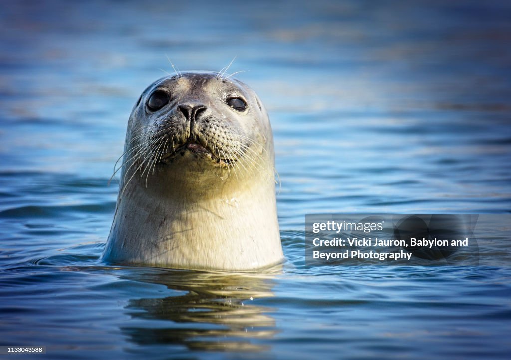 Close up of Curious Harbor Seal in Great South Bay, Long Island