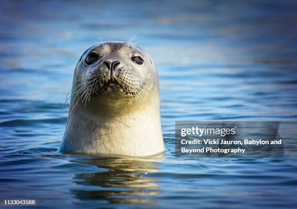 close up of curious harbor seal in great south bay, long island - rob stockfoto's en -beelden