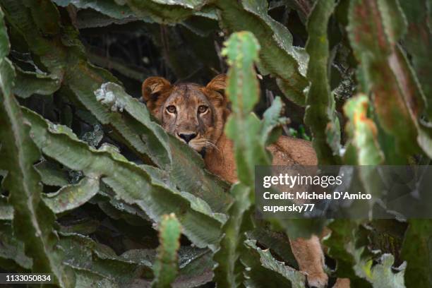 female lion on a tree - uganda stock pictures, royalty-free photos & images