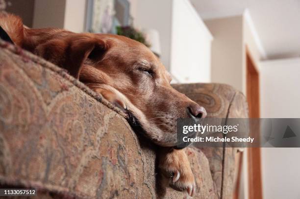 sleepy old fox red labrador - sheedy stock pictures, royalty-free photos & images