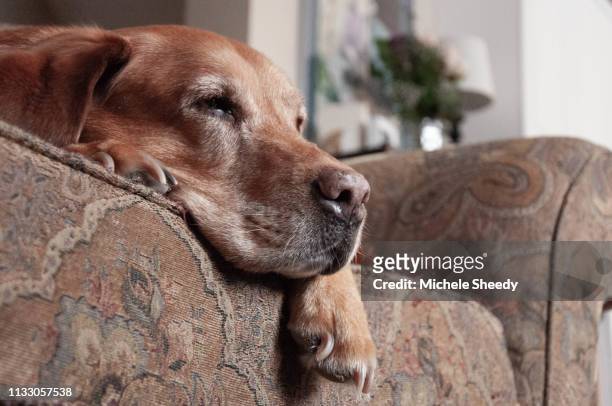 sleepy old fox red labrador - sheedy stock pictures, royalty-free photos & images