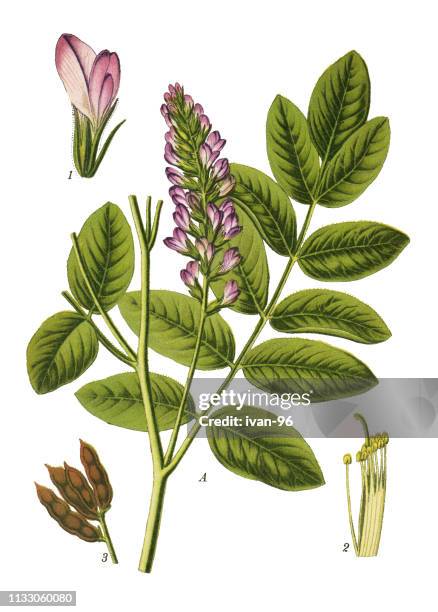 liquorice, licorice - licorice flower stock illustrations