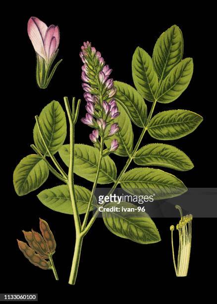 liquorice, licorice - licorice flower stock illustrations
