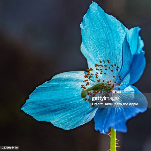 meconopsis - 植物学 - fotografias e filmes do acervo