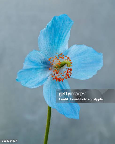 meconopsis - マクロ撮影 stock pictures, royalty-free photos & images