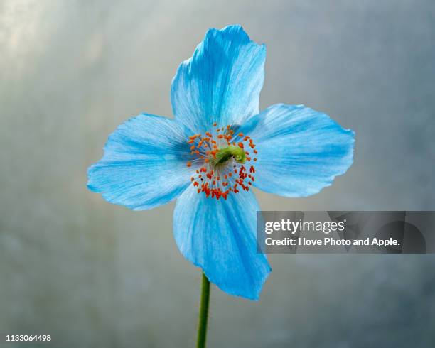 meconopsis - 植物学 - fotografias e filmes do acervo