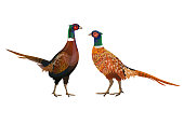 Two ring-necked pheasants