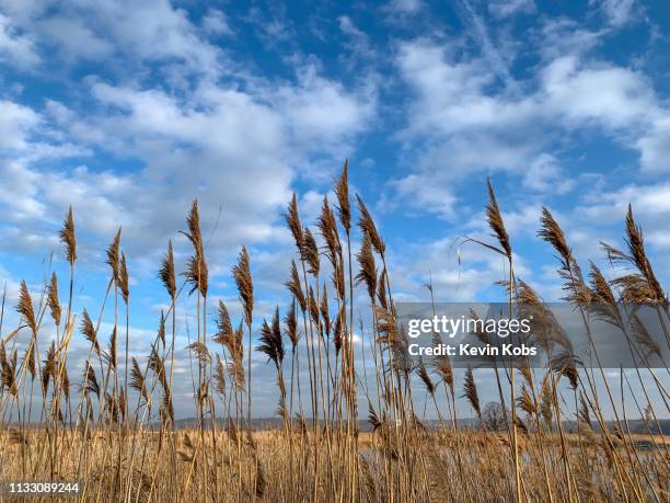 reed in frankfurt (oder), brandenburg, germany. - wolkengebilde foto e immagini stock