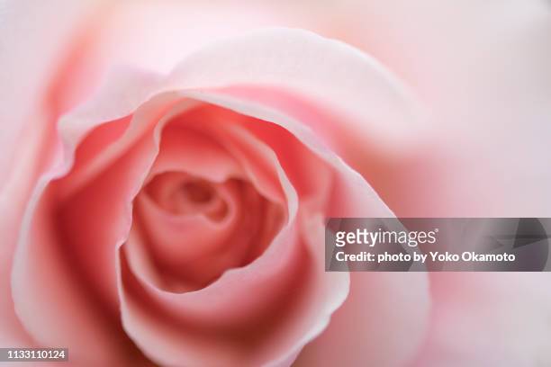 baby pink colored rose macro shot - 植物園 stock pictures, royalty-free photos & images