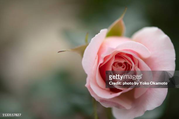 roses named french lace - バラ - fotografias e filmes do acervo