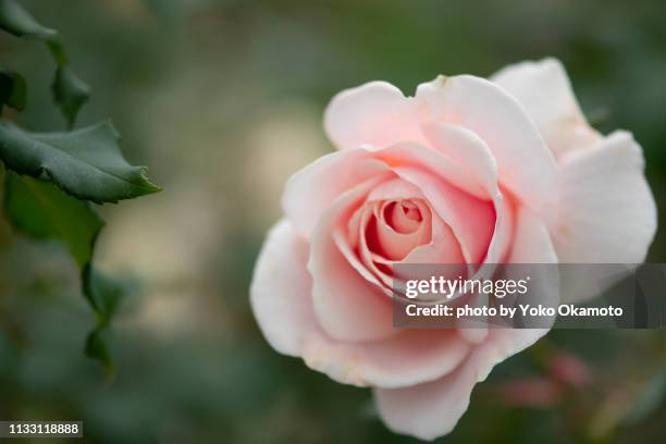 a baby pink color rose named french lace - バラ - fotografias e filmes do acervo