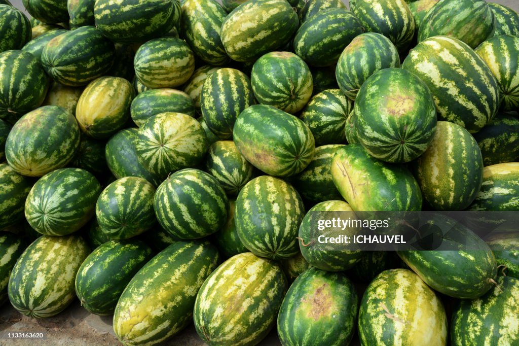 Water melons Bolivia