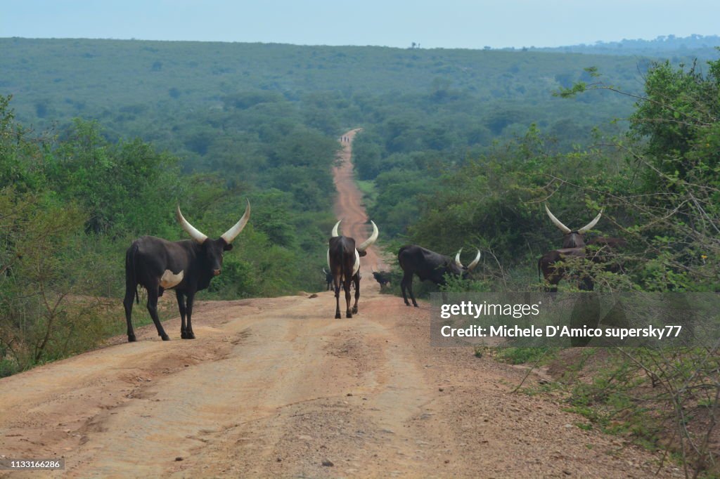 Ankole cattle with their huge horns in the Uganda countriside