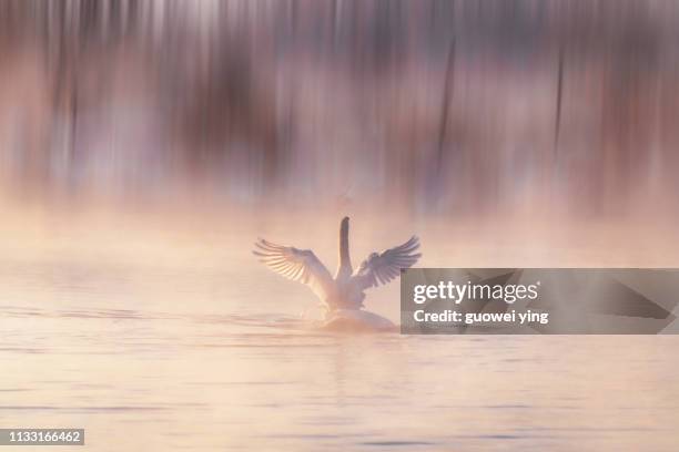 cygnus - 風 stock pictures, royalty-free photos & images