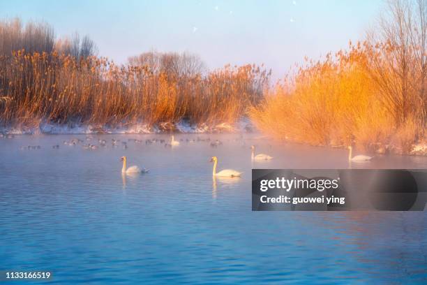 cygnus - 寒冷的 stockfoto's en -beelden