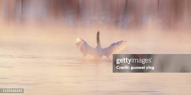 cygnus - 家庭 stock pictures, royalty-free photos & images