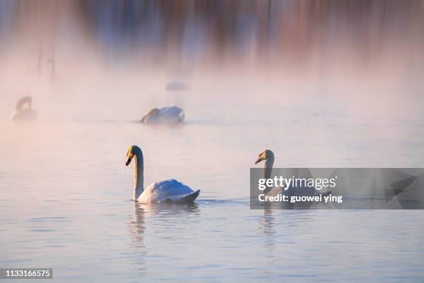 cygnus - 風 stock pictures, royalty-free photos & images