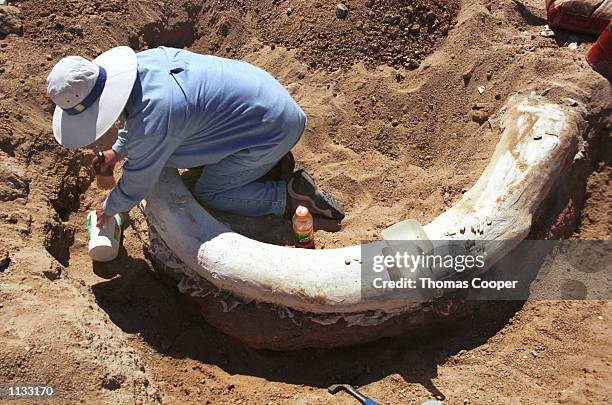 Rita Ervn , a volunteer with the Denver Museum of Nature & Science, removes dirt from around a 50,000 year old mammoth tusk July 16, 2002. The tusk...