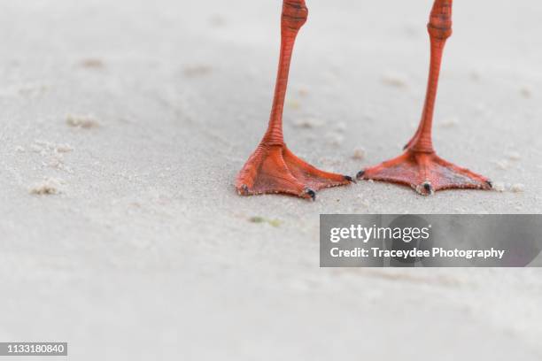 a close up front view of the legs and webbed feet of a seagull on an australian beach. - meeuw stockfoto's en -beelden