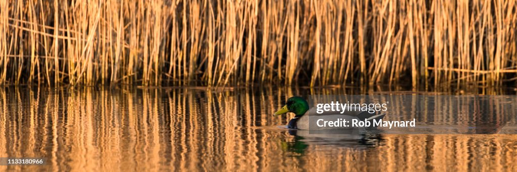 Duck swim on the lake during winter