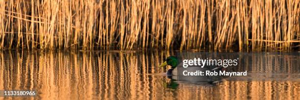 duck swim on the lake during winter - dodging stock pictures, royalty-free photos & images