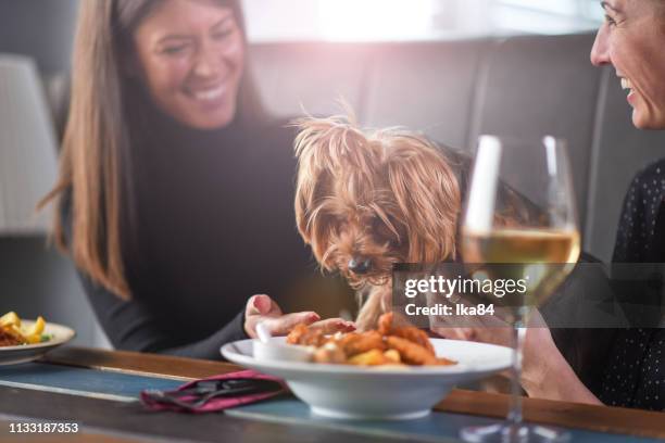 meisjes met een hond in een restaurant - dog eating a girl out stockfoto's en -beelden