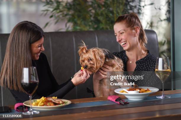 girls with a dog in a restaurant - yorkshire terrier playing stock pictures, royalty-free photos & images