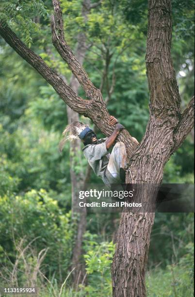 Guarani-Kaiowas indigenous people - acculturated brazilian indian climbs a tree - mix of traditional culture and influence of the white culture -...
